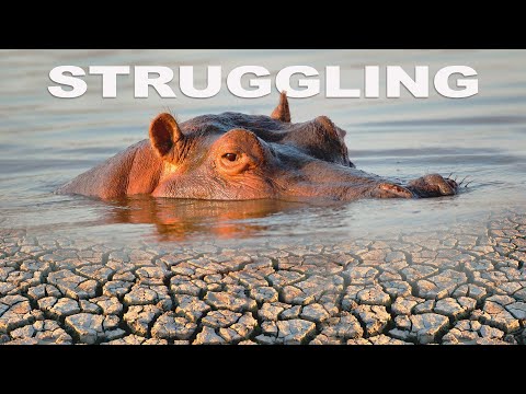 20-Year Drought Threatening Africa's Greatest Creatures | BOTETI - THE RETURNING RIVER | Wild Water