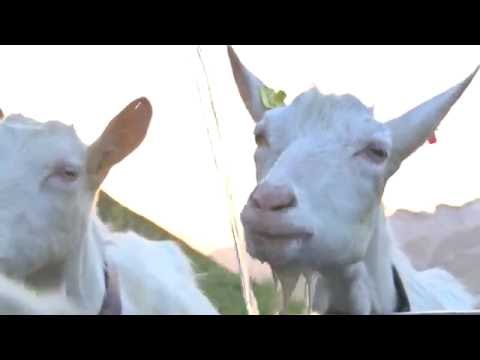 ALPZYT Teaser Altenalp | ab 13.10.16 im Kino