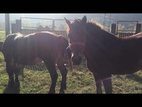 Caii lui Marian de la Sighetu-Marmatiei,Maramures2018 ep.1