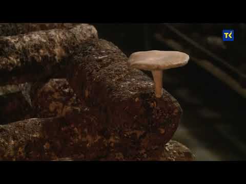 DOBRO JUTRO TK| Mujdin Tokić