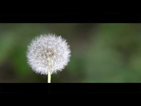 Lago di Ragogna - San Daniele || Un piccolo paradiso del Friuli Collinare