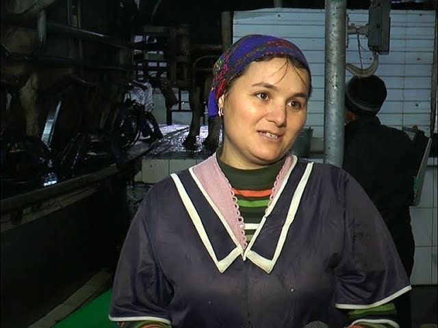 20 ел ...сыер савучы булып