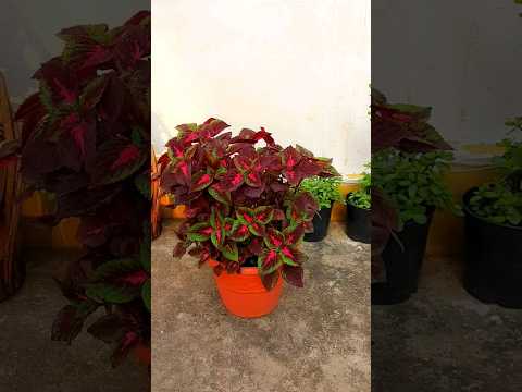 , title : 'Coleus Cuttings: The Secret to Growing Lush, Healthy Plants with Aloe Vera'
