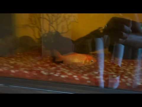 download lagu mp3 mp4 Lulu Et Nenette, download lagu Lulu Et Nenette gratis, unduh video klip Lulu Et Nenette