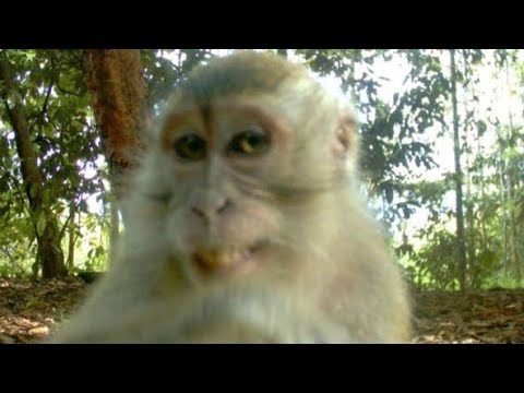Noyau de singe