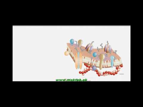 FSc Biology Book1, CH 4, LEC 4: Plasma Membrane