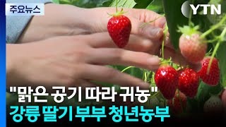 [청년농부] 맑은 공기 따라 귀농...강릉 딸기 부부 청년농부 / YTN
