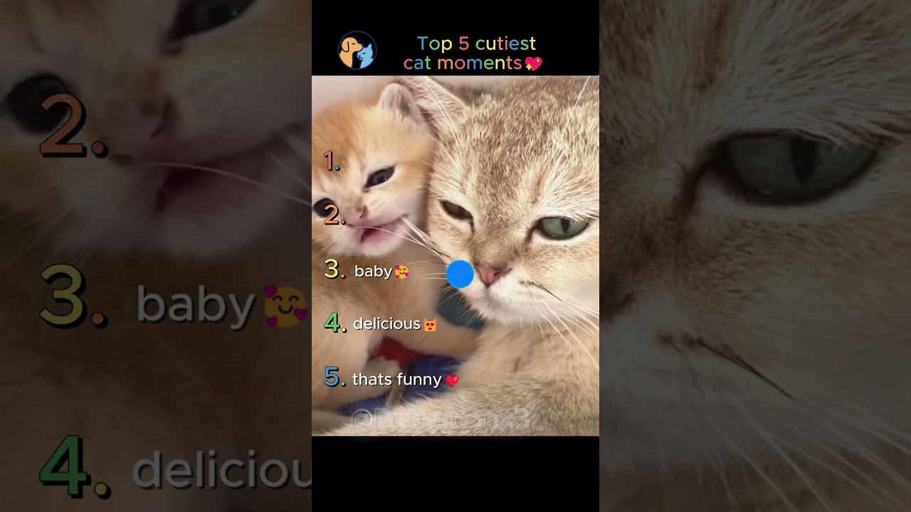 Top 5 Cutiest Cats Ever 😻✨ | You Won’t Stop Smiling!  #cat  #cute      #funnyvideos #valentinesday