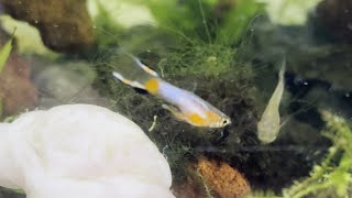 Endlers Males Fish Fighting