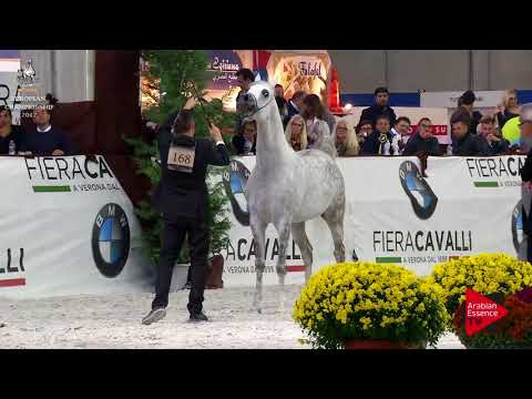 N.168 FUERTE - Verona 2017 - 3 Years Old Colts (Class 6)