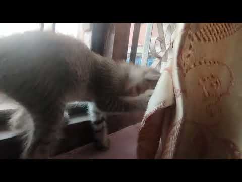 Fierce Baby Cat bitting clothes #cats