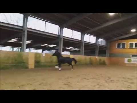 Hannoveraner Hengst Rappe von Decurio geb. 05.05.2012