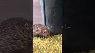 #ヒメハリテンレック #癒し #lesserhedgehogtenrec #エキゾチックアニマル #animals #かわいい #動物 #cute