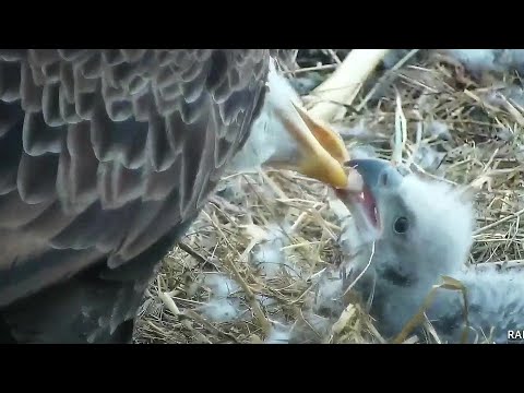 Decorah NN~Feeding by Dad,  DN12 is sleeping in adult pose~ 7:00 am 2020/04/17