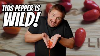 Dangerously Wild: Eating the Putapario Pepper