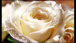 Weise Rose im Sommerwind (Die Flippers)