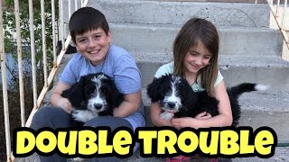 Kids Surprised With A 2nd Puppy Dog, But They Had To Go To School First - Final Days PT2