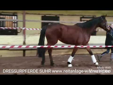 VILANCIO X ROYAL HIT X EX LIBRIS Stute v 2016 Aus Olympiastamm