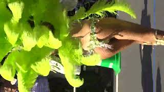 ぷるんぷるんＴバックダンサー