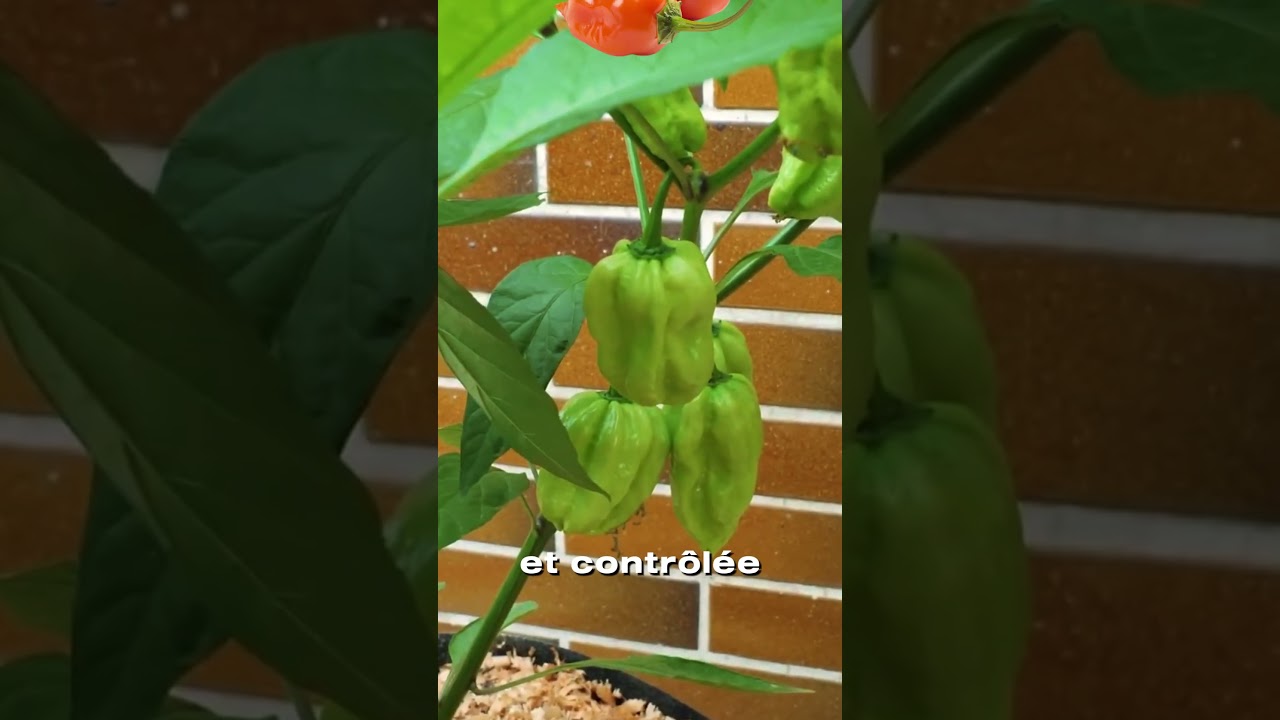 Semences piments video thumbnail