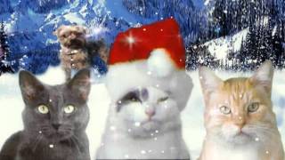 JINGLE CATS Let It Snow Cat SCREEN TEST 006 HD