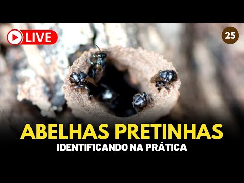 , title : 'Como identificar Abelhas Pretinhas? (Scaptotrigona sp.)? - CCM #25'