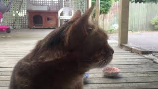 Bengal cat meowing