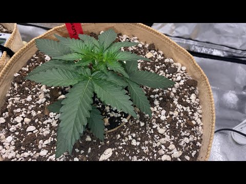 Week 3 | Autoflower Grow Journal (Super Fast Growth!!!)