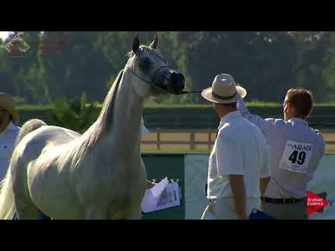 N.49 VDB FATHIA - Chantilly 2018 AHO Breeders' Championship - 4-7 Years Old Mares (Class 4)