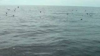 Weekapaug Point- R.I. Bass and Blues Slurping Peanut Bunker 9.09