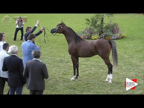 1st - N.78 RADJAH DE CARTHEREY - Chantilly 2016 ABCE - Colts 2 years old (Class 7)