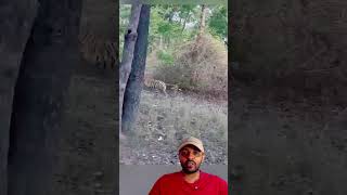 Leopardo Correu do Tigre😱