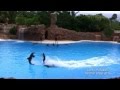 LORO PARQUE шоу дельфины 2011 год.Тенерифе, Канарские ...