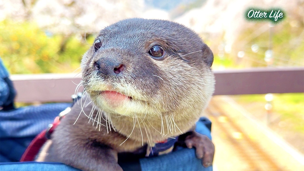 桜、電車、そしてカフェでお昼寝。山北町で過ごすカワウソたちのほっこり春休み。  A Peaceful Day in Japan with Cute Otters