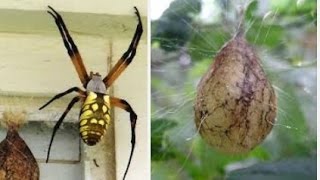Garden Spider with Egg Sac in November - Yellow and Black Arachnid Mommy