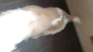 我が家のルーキー２ヶ月目。生後５ヶ月
