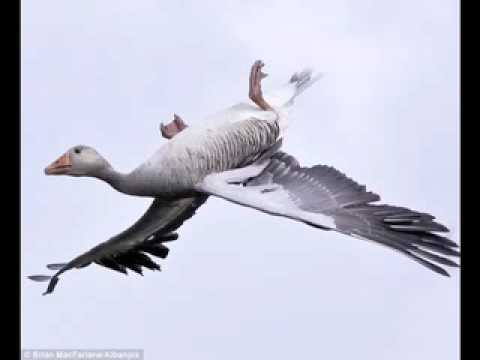 Thumbnail for Like a Wild Goose video