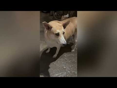 #feeding #stray #straydogs #peace 