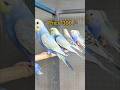 Budgies Bird Price In India Birds Parrot Birdshots Pets