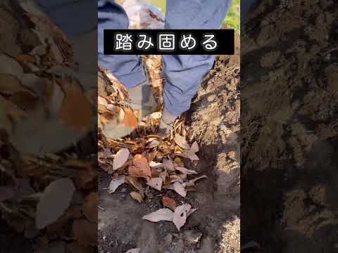 枯れ葉で培養土を作る理由と作り方は？  庭園