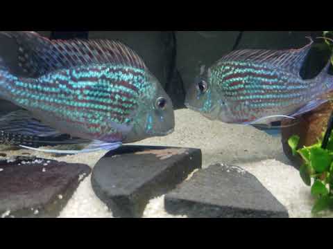 Geophagus Sveni "Rio Parana" Breeding