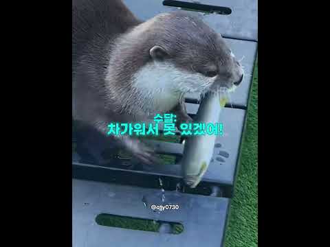 물놀이가 하고 싶었던 수달