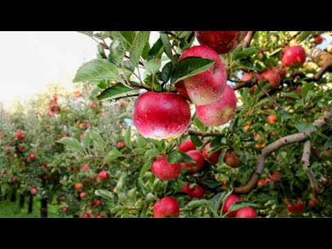 How is the production process of millions of apple trees | Apple Harvesting Process and Packaging
