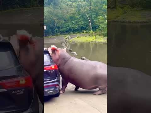 Hippo's Giant Watermelon Snack! 🍉 #viralvideo #animals #action #animalshorts #funny