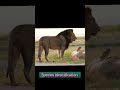 Lion King Mating With Lioness In Blue Film Shorts Wildlife Lionking