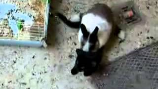 EL CONEJO DE SABEEEEEEEE