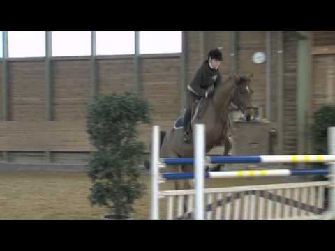 5j. brauner Wallach (Cashmaker x Firebird)