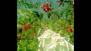 Nickelus F & Shawn Kemp - Trick Dice [FULL ALBUM]