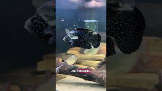 Top 10 Aquariums We’ve Filmed & Toured