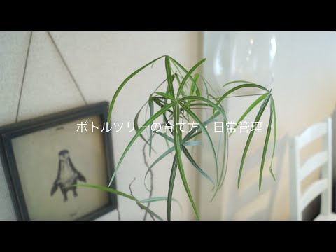 園芸 アフリカバオバブ、ボトルツリー